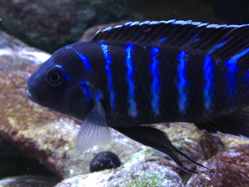 Maylandia sp. 'dolphin' Thumbi Point